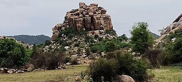 Plants growing on land against sky
