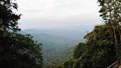 Scenic view of forest against sky