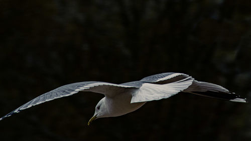 Flying seagull in spot light