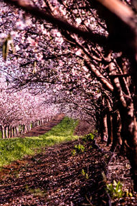 View of cherry blossom tree