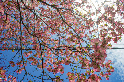 Low angle view of cherry blossom tree against sky