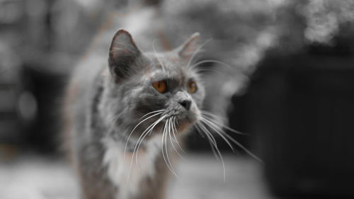 Close-up of a cat looking away