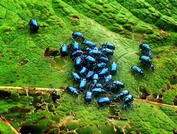View of trees on field