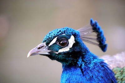 Close-up of a peacock