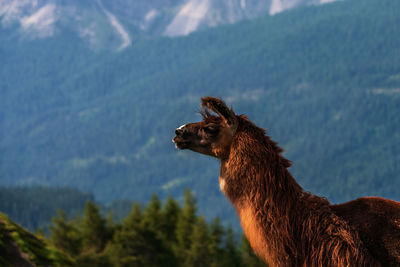 Llama portrait in mountains, national park.