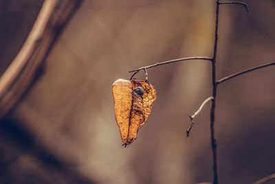 Close-up of dry leaf hanging from twig