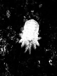 High angle view of insect on flower