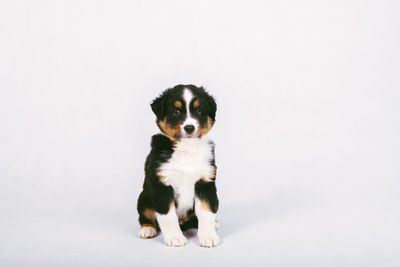 Portrait of puppy sitting against white background