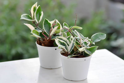 Close-up of potted plant on table