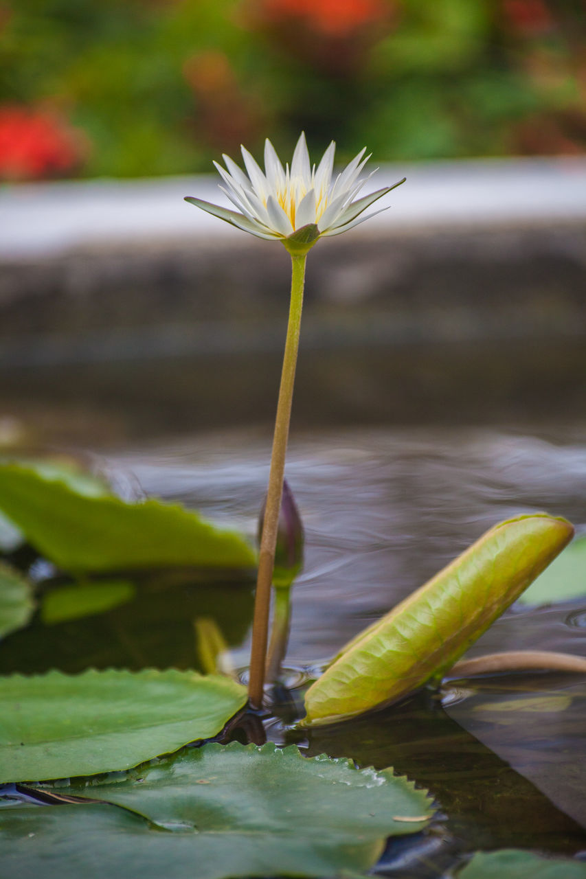 CLOSE-UP OF LOTUS WATER LILY