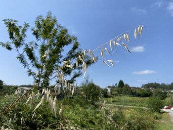 Close-up of plant growing on field against sky