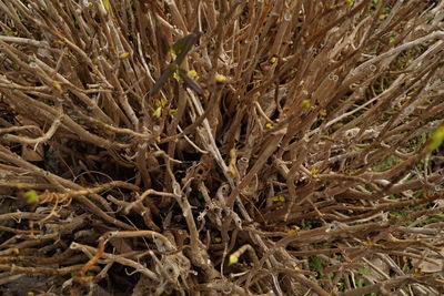 Full frame shot of plants on field