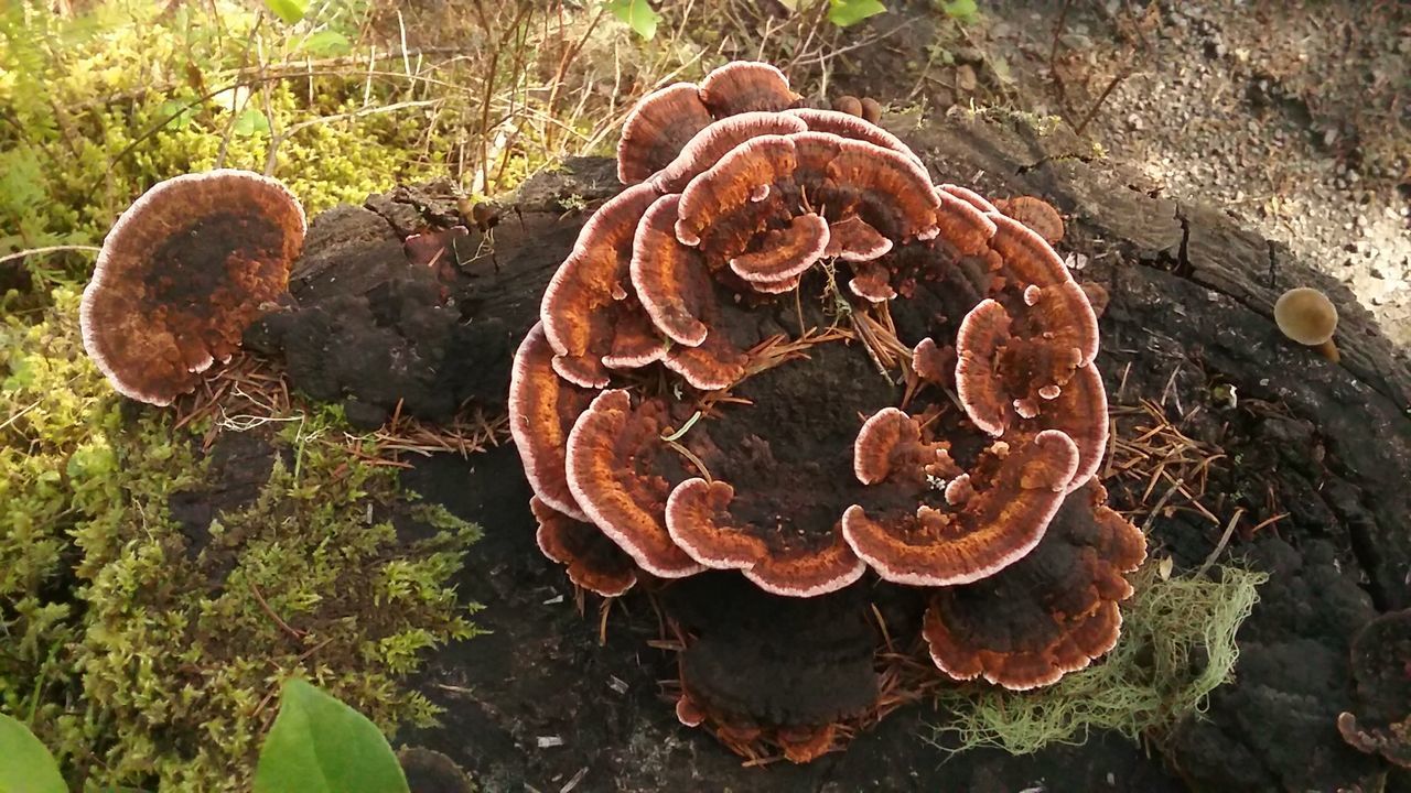 Velvet-top fungus