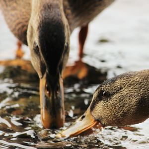 Close-up of duck eating in water
