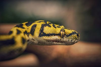 Close-up of a snake