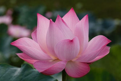 Close-up of pink orchid