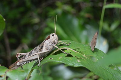 Close-up of butterfly perching on plant