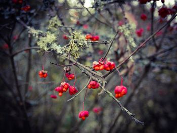 Close-up of red berries on branch