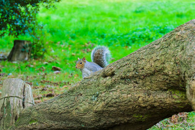 Squirrel on tree trunk