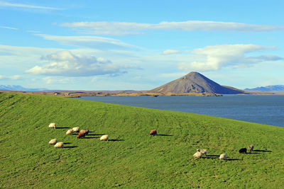 Great scenery with a small flock of sheep