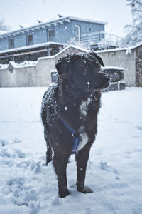 Dog in snow 