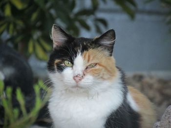 Close-up portrait of cat sitting outdoors