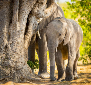 Close-up of elephant