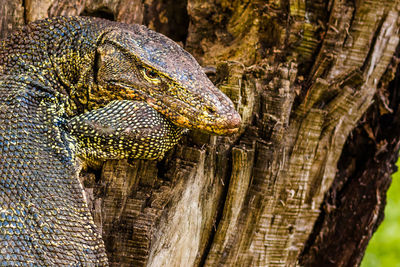 Close-up of lizard on tree trunk