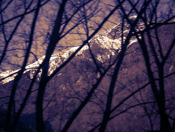 Full frame shot of bare trees against sky