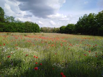 Scenic view of flowering field against sky