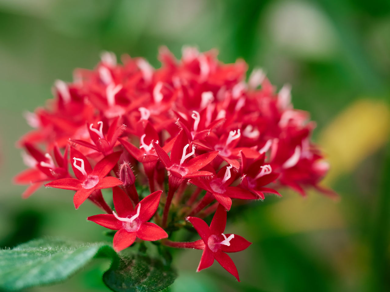 flower, flowering plant, plant, beauty in nature, freshness, red, close-up, nature, fragility, petal, macro photography, flower head, inflorescence, plant part, leaf, growth, focus on foreground, no people, pink, shrub, outdoors, vibrant color, blossom, springtime, wildflower, day, green, magenta