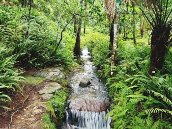 Stream flowing amidst trees in forest