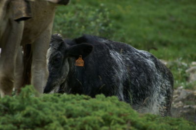 Horse in a field