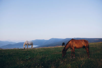 View of horses on grazing on field against sky