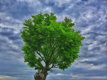 Low angle view of tree against sky