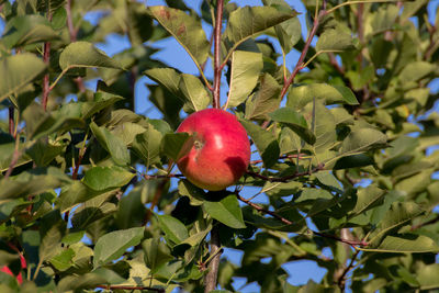 Close-up of apple on tree