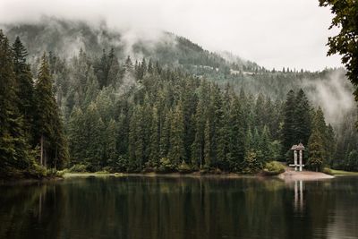 Panoramic view of pine trees by lake in forest against sky