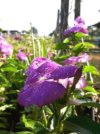 Close-up of purple flowers blooming in park