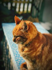 Close-up of a cat looking away