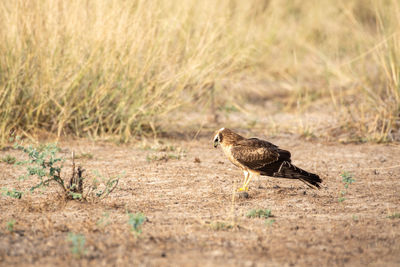 Bird perching on a field