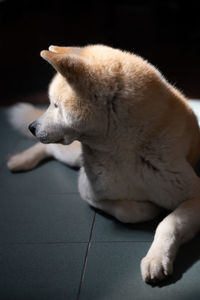 Close-up of a dog looking away