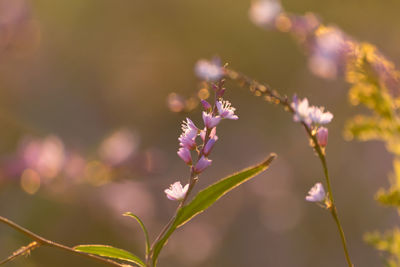 Close-up of flowers blooming outdoors