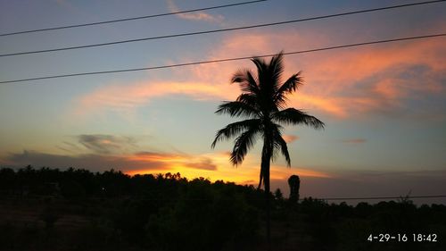 Silhouette of palm trees at sunset