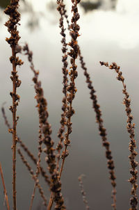 Close-up of flowering plant