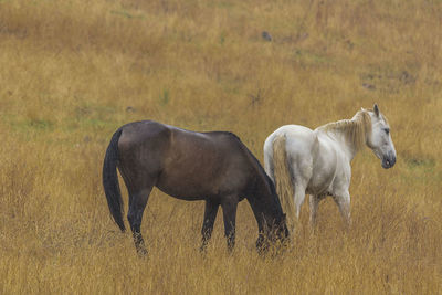 Horses in a field