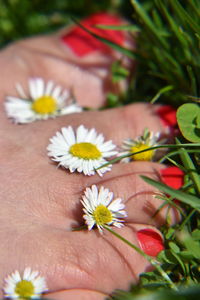 Close-up of hand holding daisy flowers