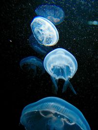 View of jellyfish