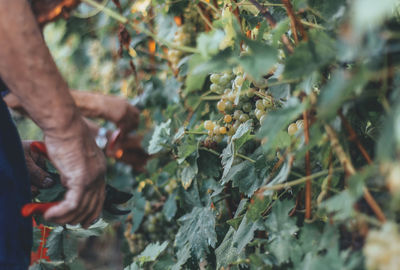 Grapes growing in vineyard