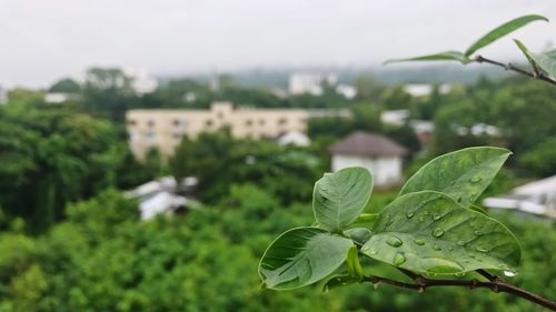 Close-up of water drops on leaves against sky