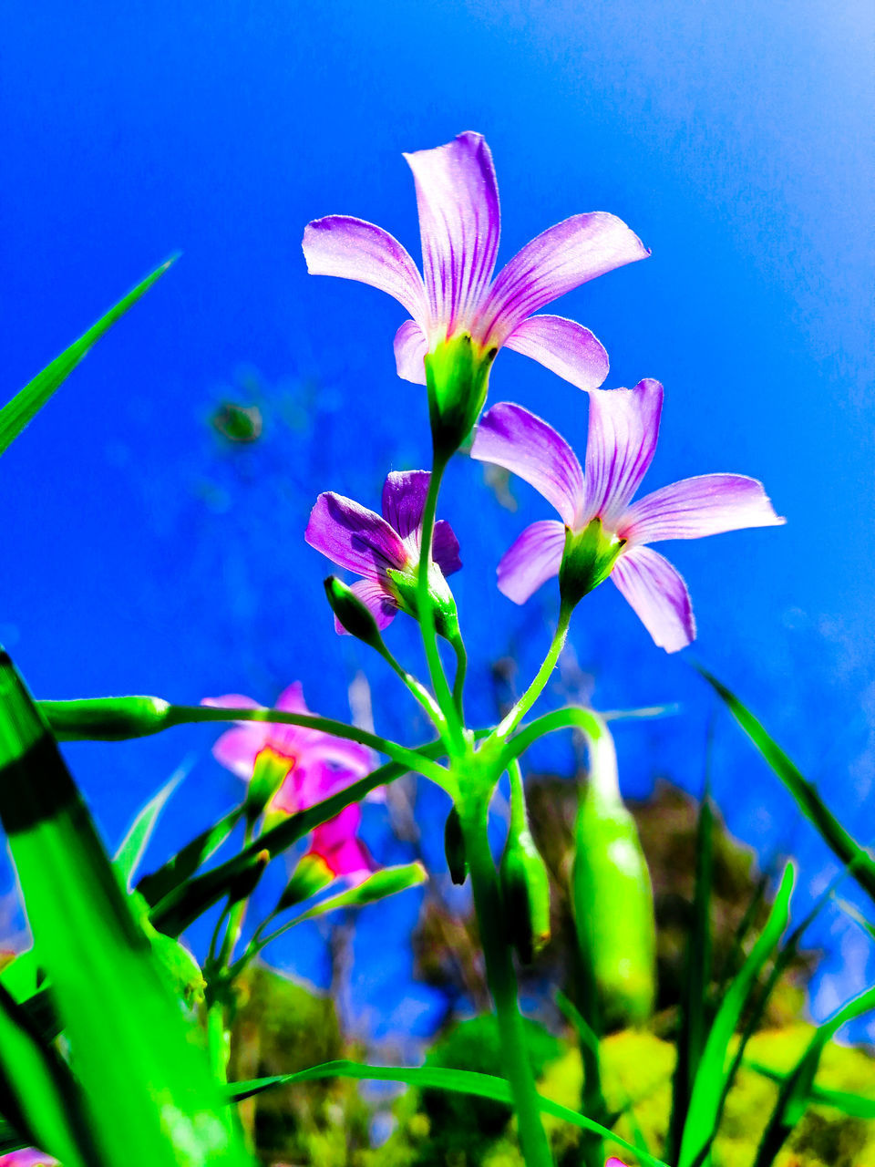 CLOSE-UP OF FLOWERING PLANT AGAINST BLUE SKY